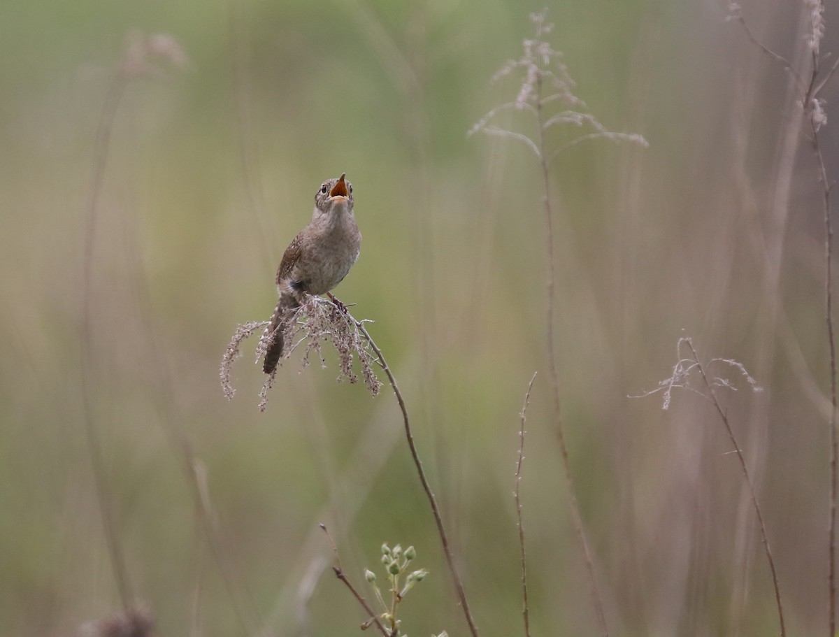 House Wren - Ron Sempier