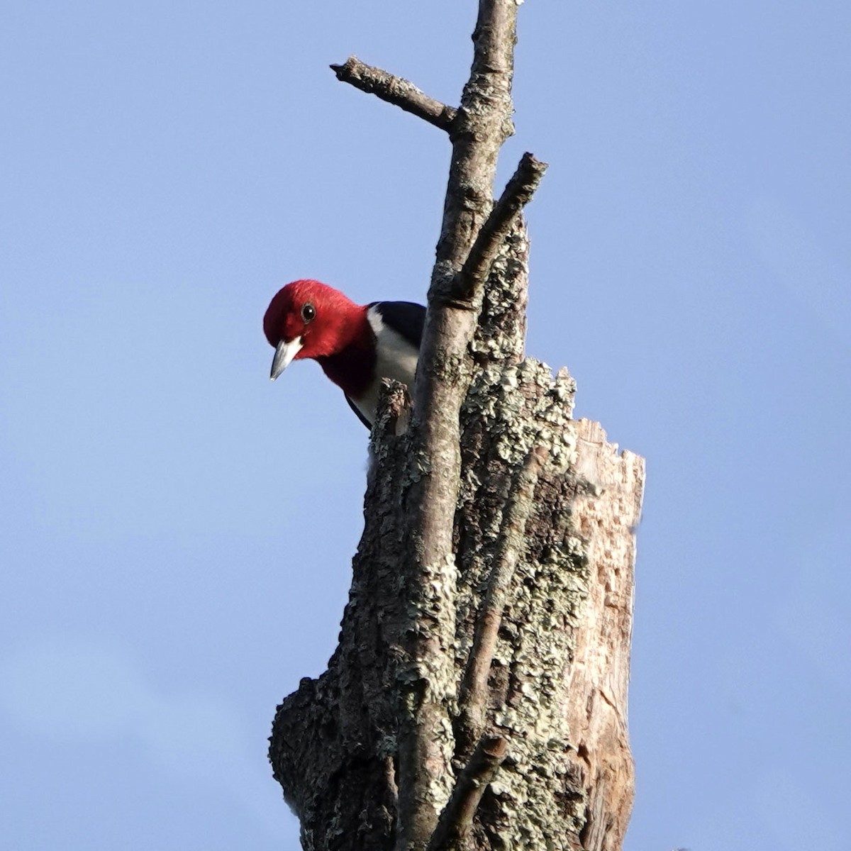 Pic à tête rouge - ML571810721