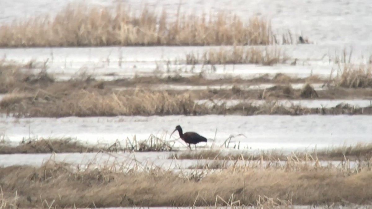 Glossy Ibis - ML571810901