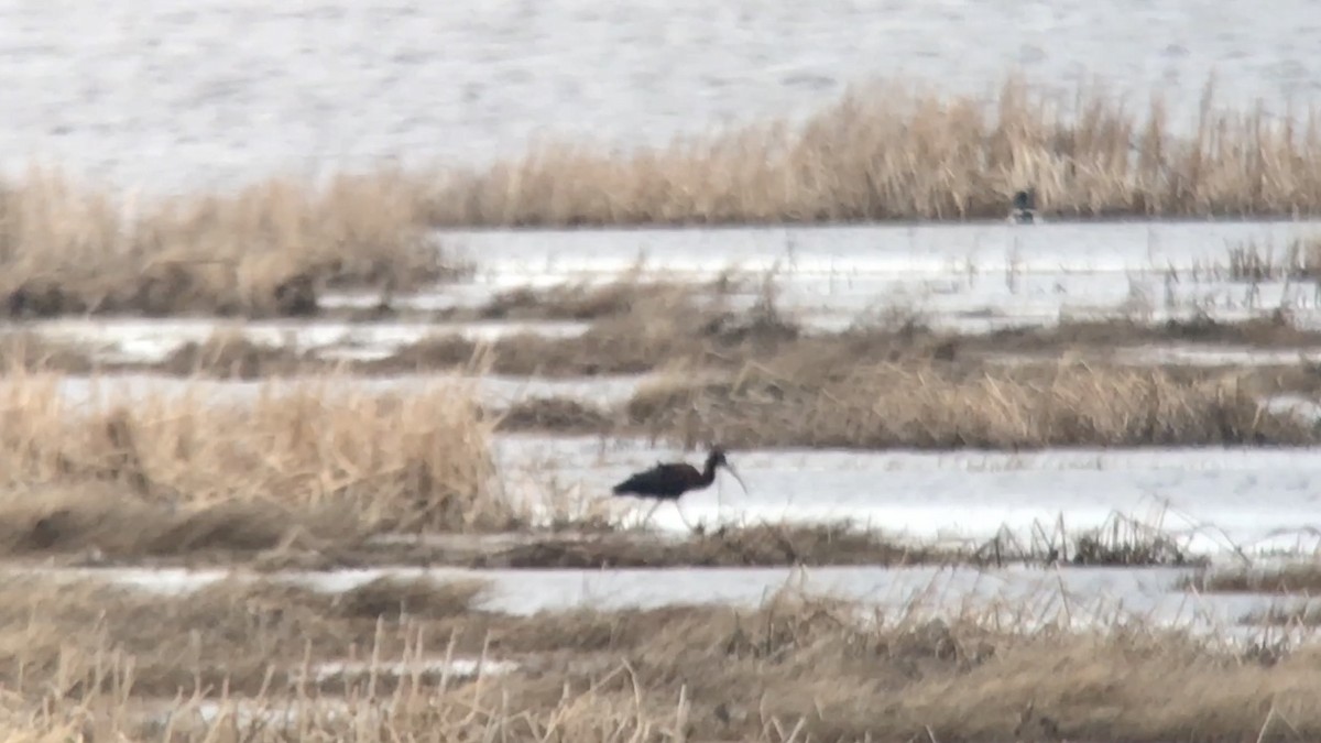 Glossy Ibis - ML571810911