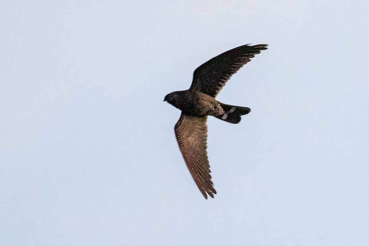 Band-tailed Nighthawk - ML571811711