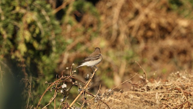 Western/Eastern Black-eared Wheatear - ML571812571