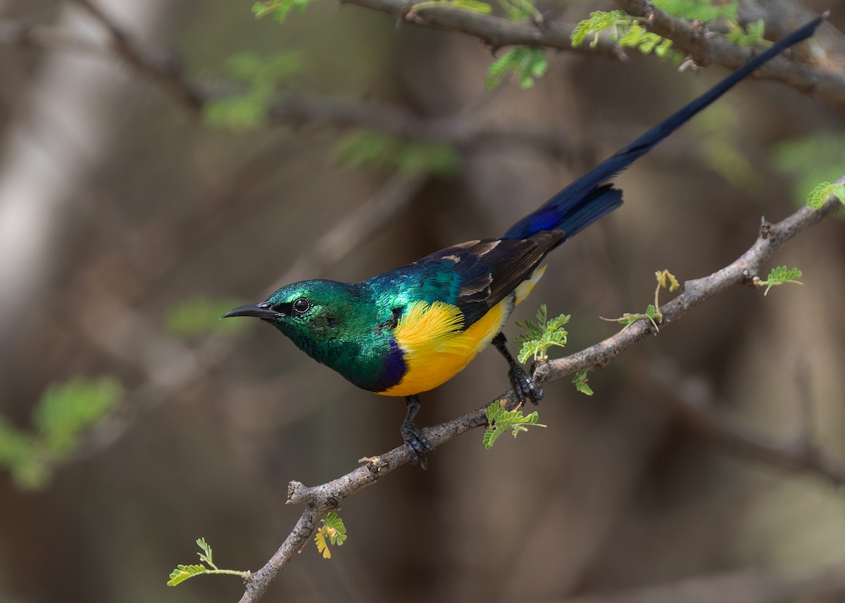 Nile Valley Sunbird - Ayuwat Jearwattanakanok