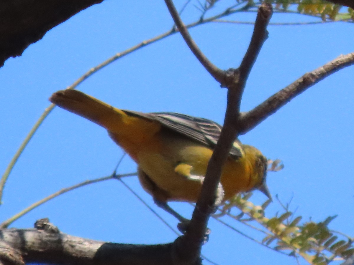 Baltimore Oriole - Francisco Emilio Roldan Velasco Tuxtla Birding Club - Chiapas