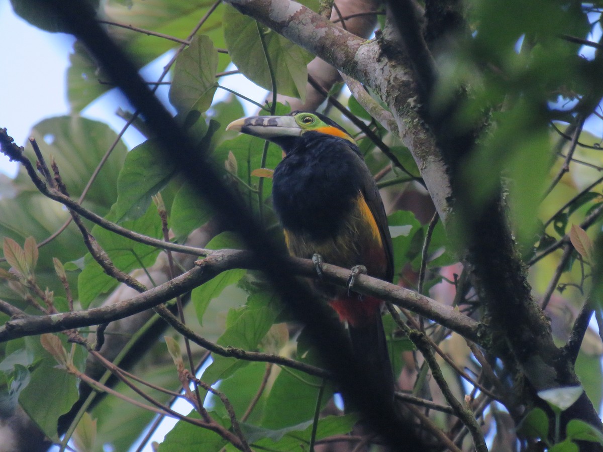 Spot-billed Toucanet - ML571814641