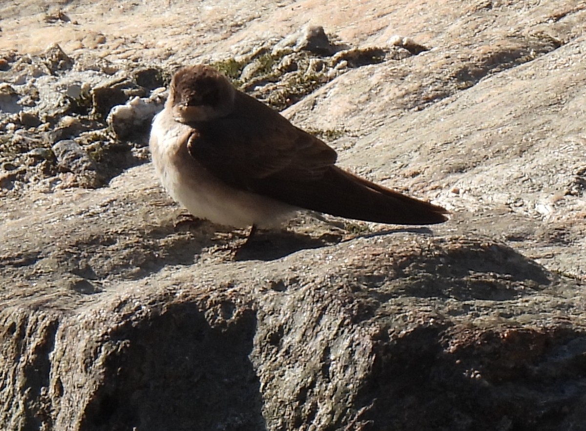 Northern Rough-winged Swallow - ML571814681