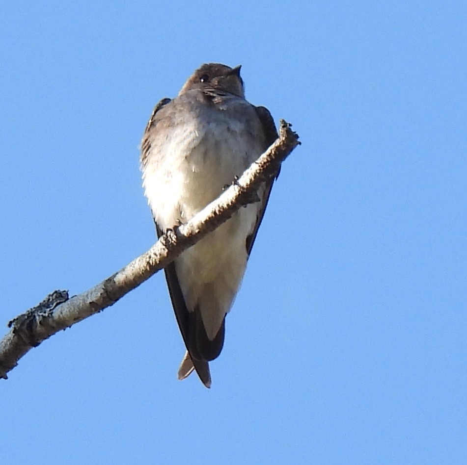 Northern Rough-winged Swallow - ML571814711