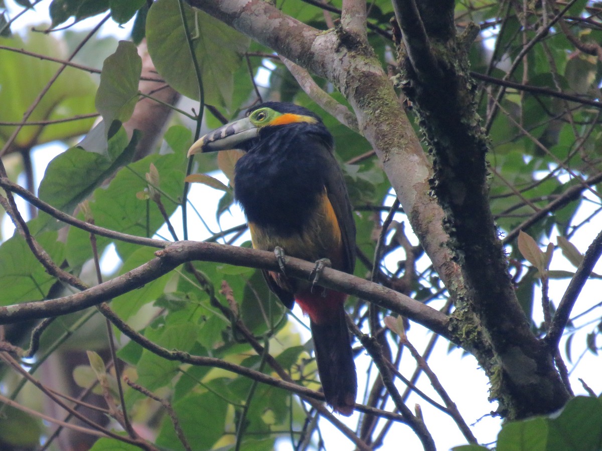 Spot-billed Toucanet - ML571814961