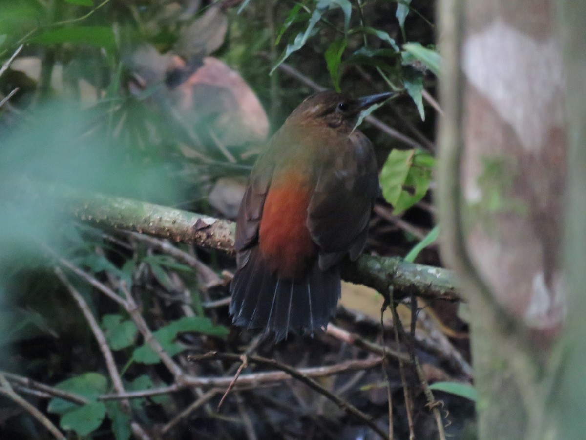 Rufous-breasted Leaftosser (Rufous-breasted) - ML571815121