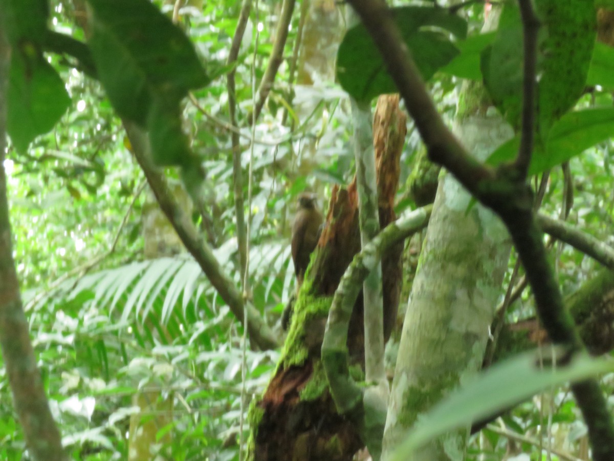 White-chinned Woodcreeper - ML571815431