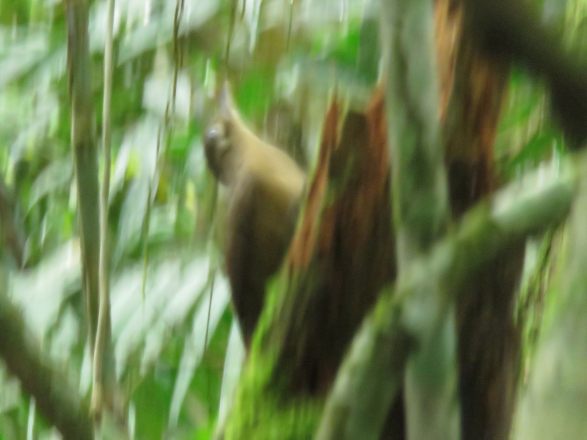 White-chinned Woodcreeper - ML571815441