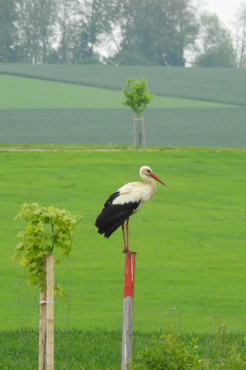 White Stork - Vojtěch Danzmajer