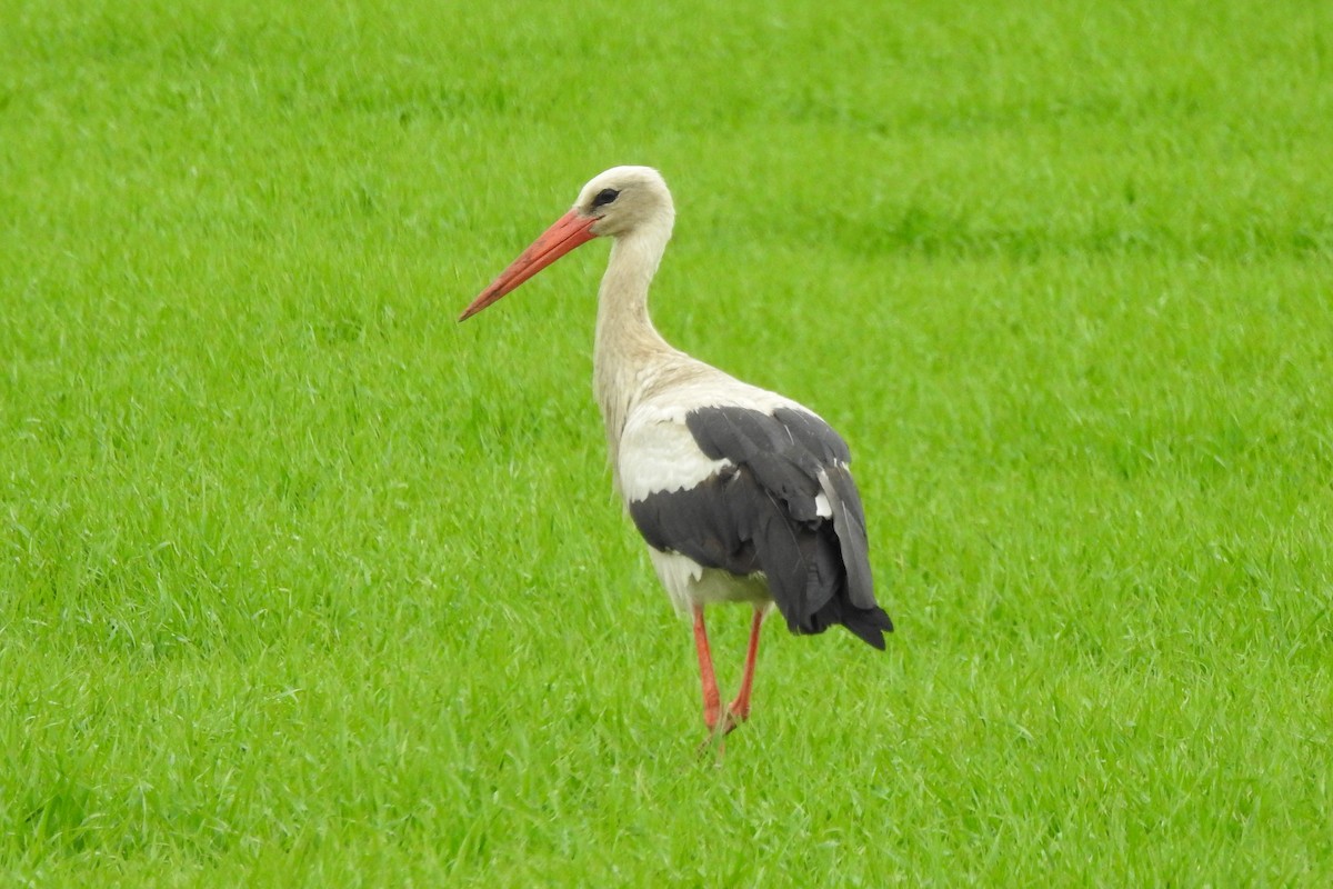 White Stork - Vojtěch Danzmajer