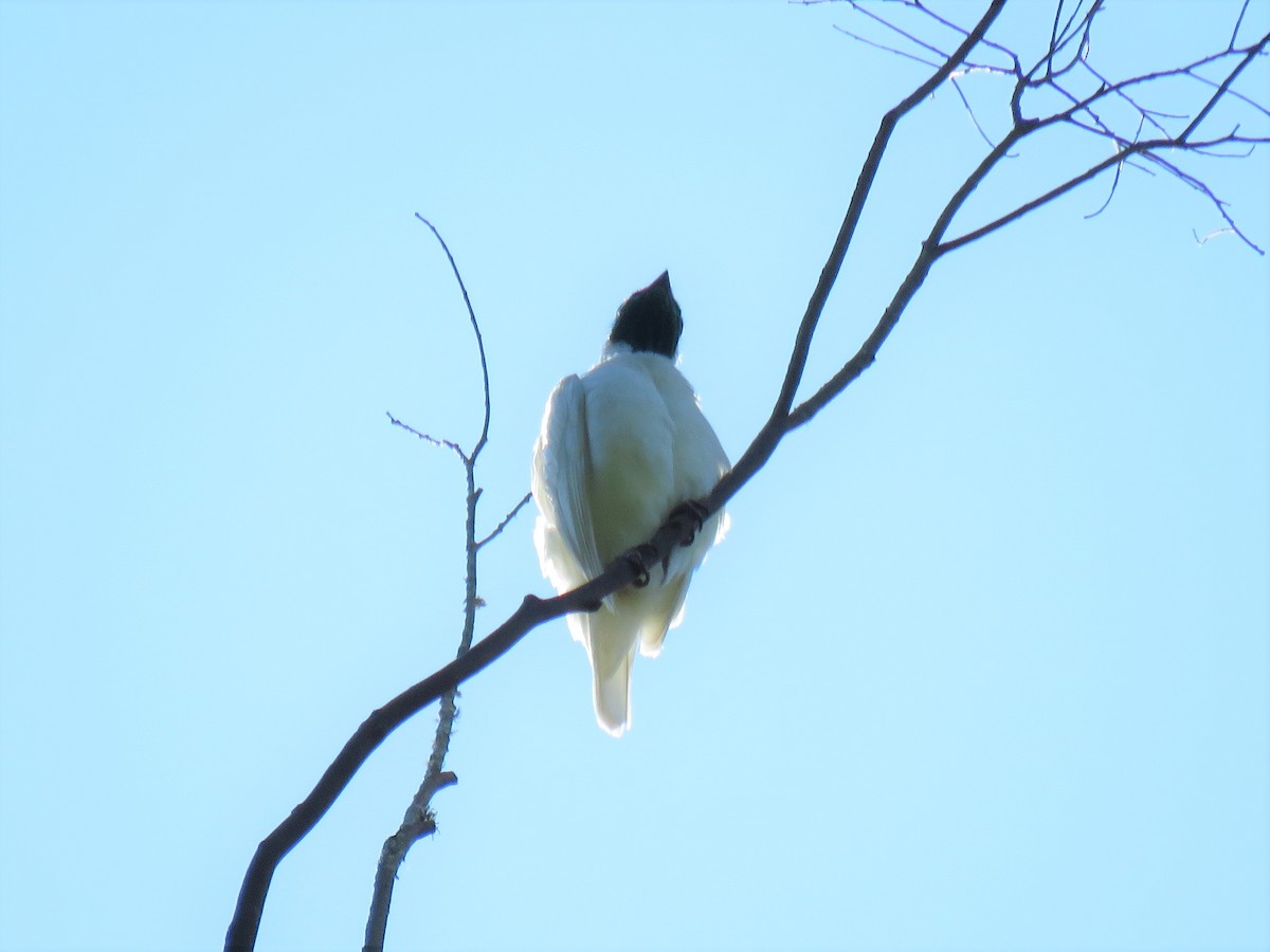 Bare-throated Bellbird - ML571815671