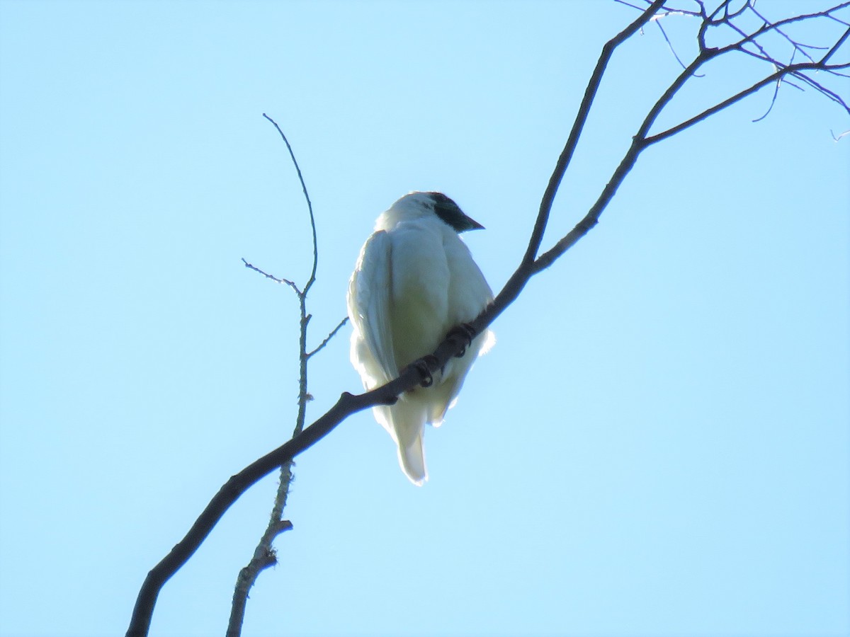 Bare-throated Bellbird - ML571815861