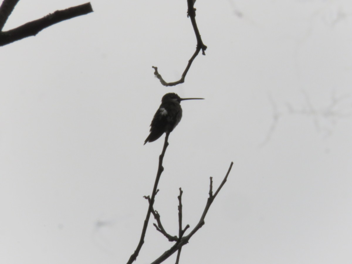 kolibřík šedoprsý - ML571816141