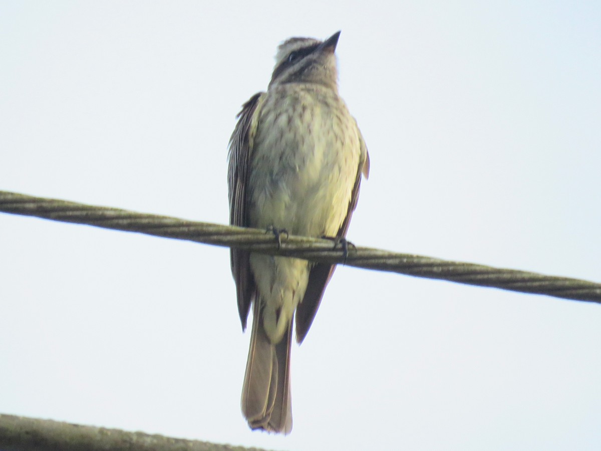 Variegated Flycatcher - ML571816831