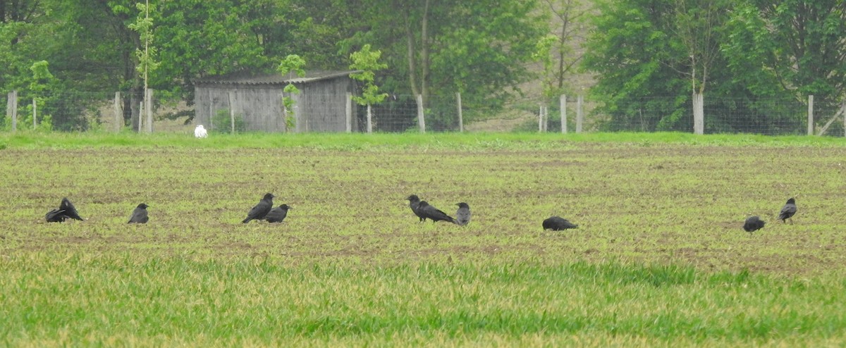 Common Raven - Vojtěch Danzmajer