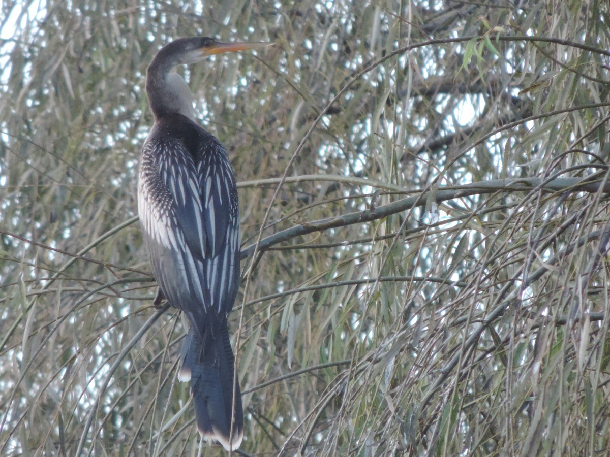 anhinga americká - ML571817431