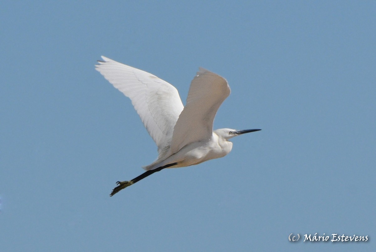 Little Egret - ML571817921