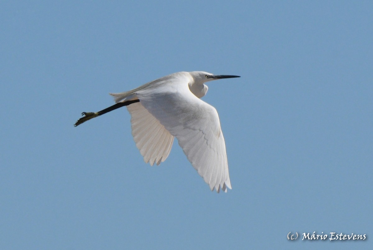 Little Egret - ML571817931