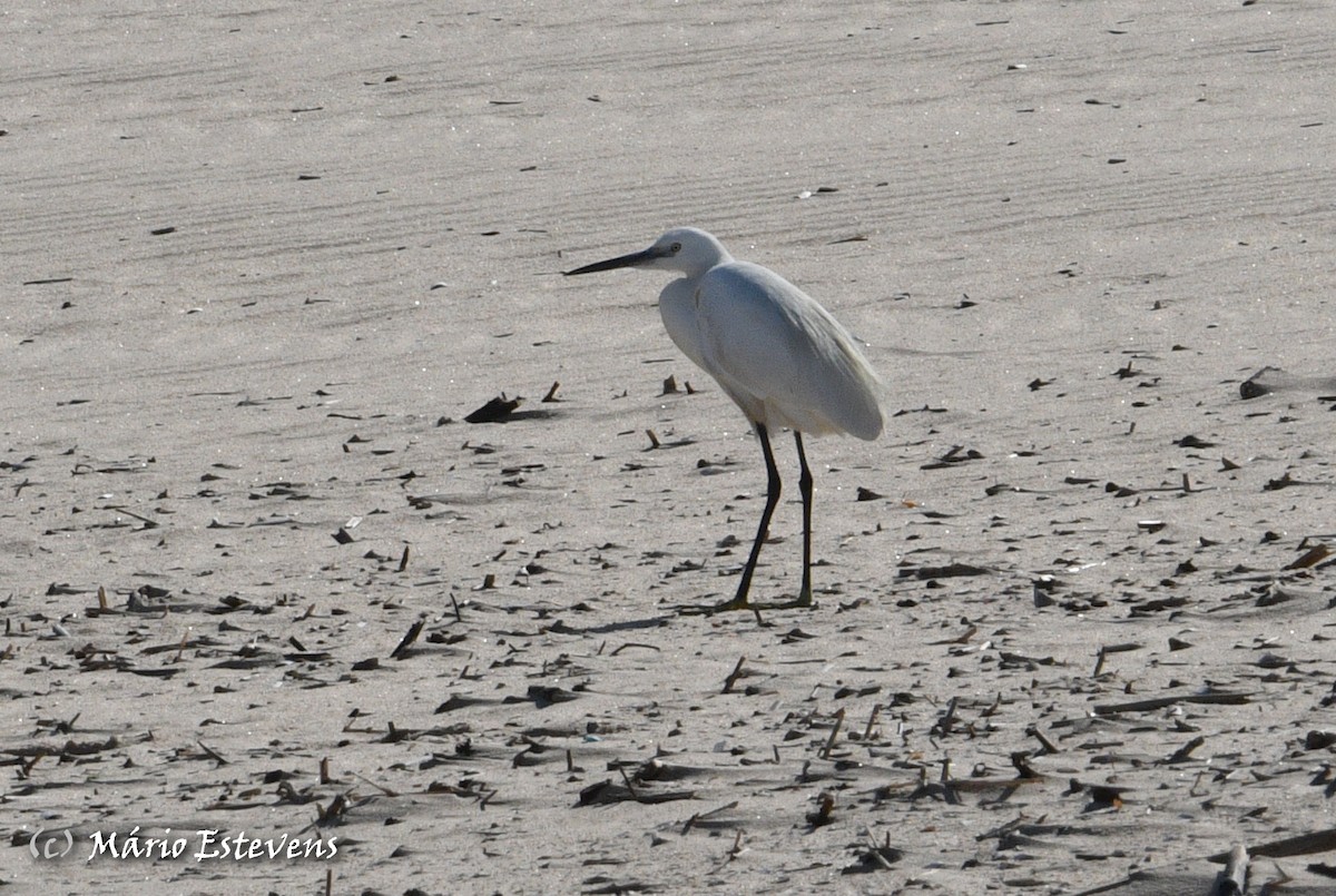 Little Egret - ML571817941