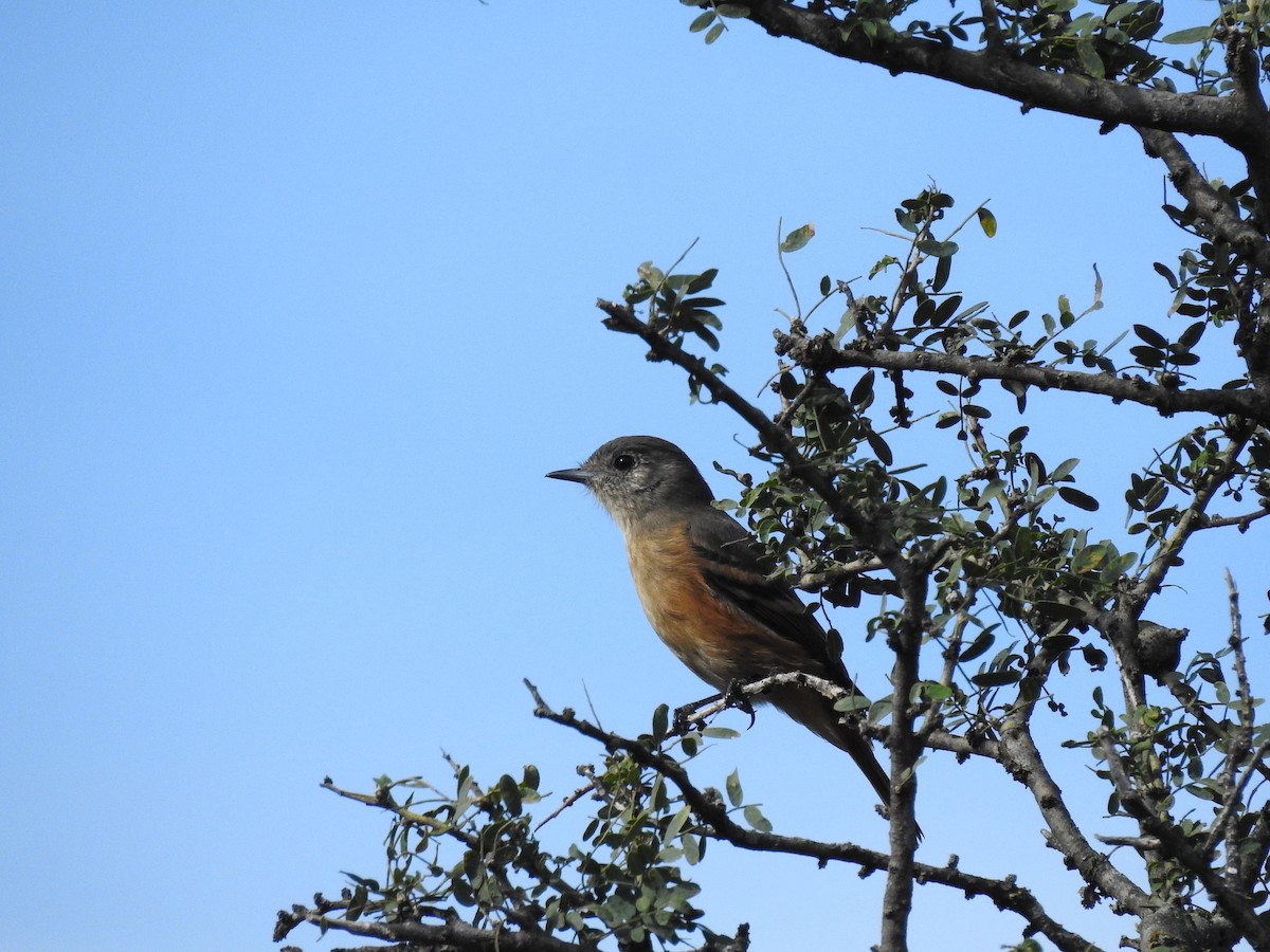 White-winged Black-Tyrant - ML571818101