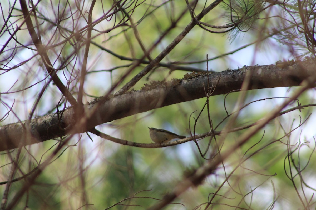 Ruby-crowned Kinglet - ML571818661