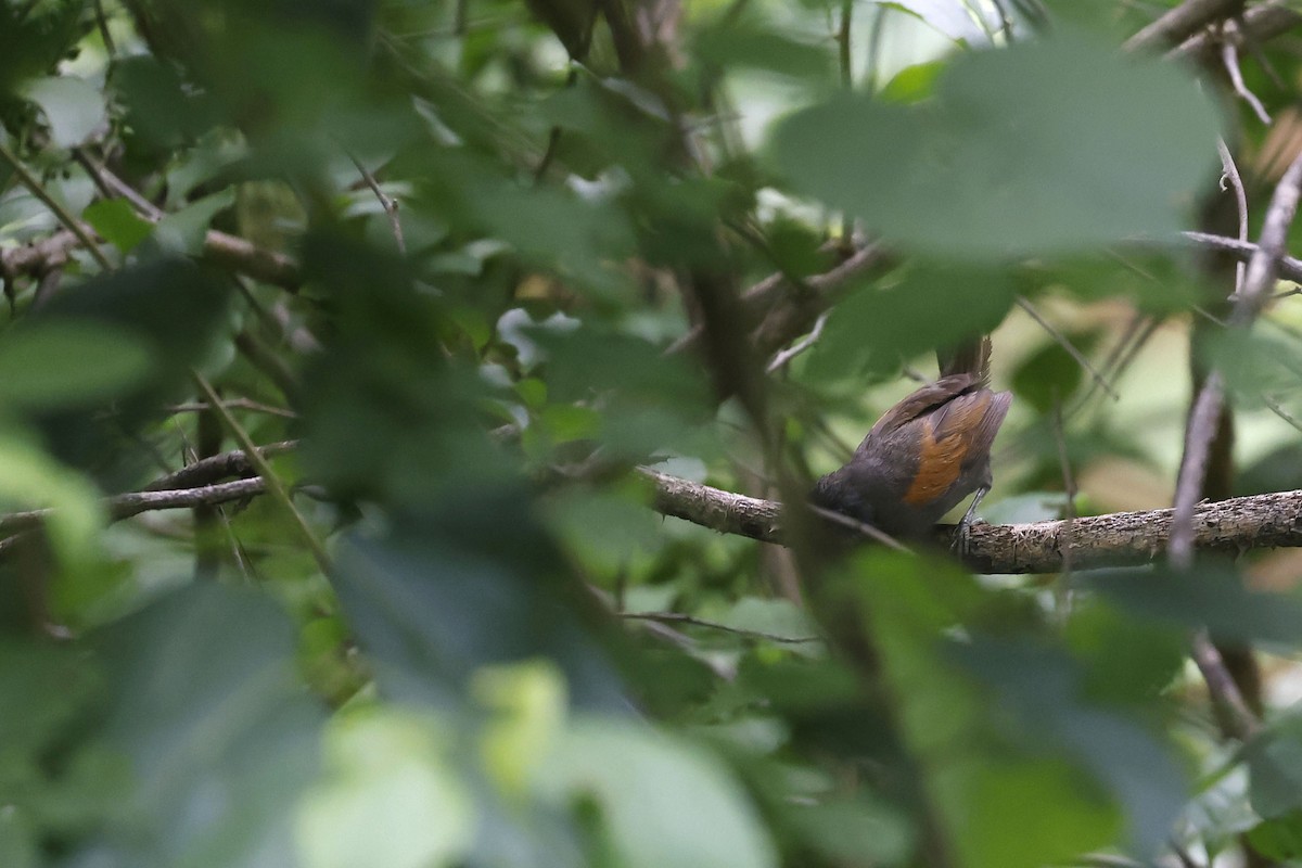 Blackish-headed Spinetail - ML571819851