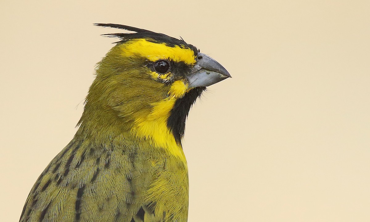 Yellow Cardinal - Adrián Braidotti