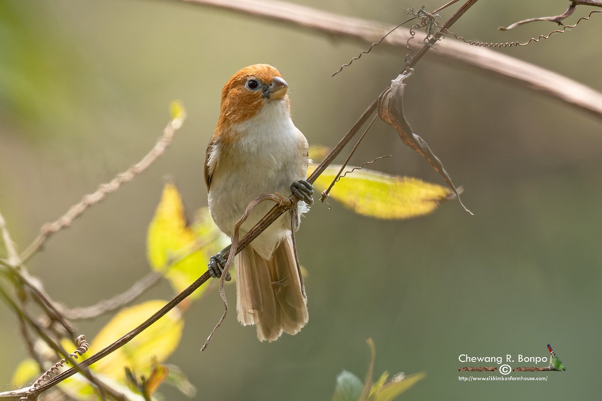 White-breasted Parrotbill - Chewang Bonpo