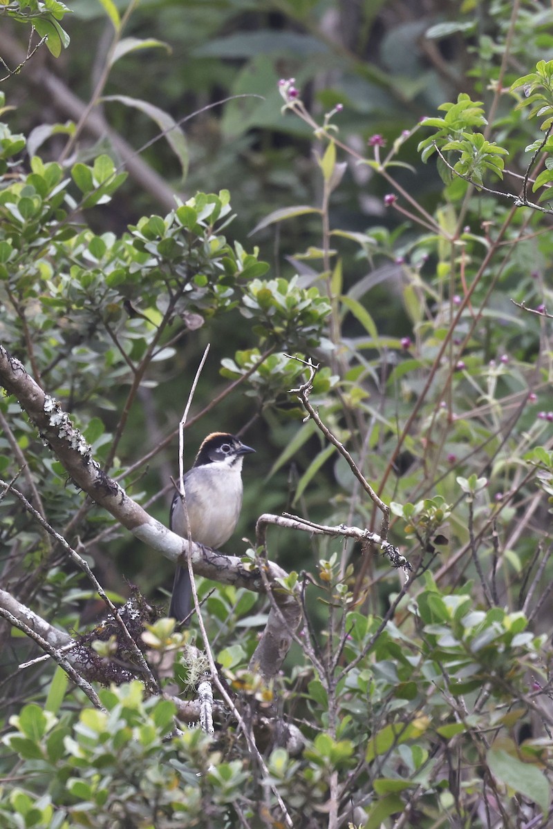 White-winged Brushfinch (White-winged) - ML571822801