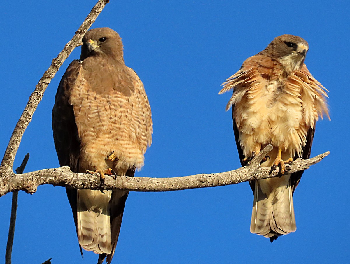 Swainson's Hawk - ML571823501