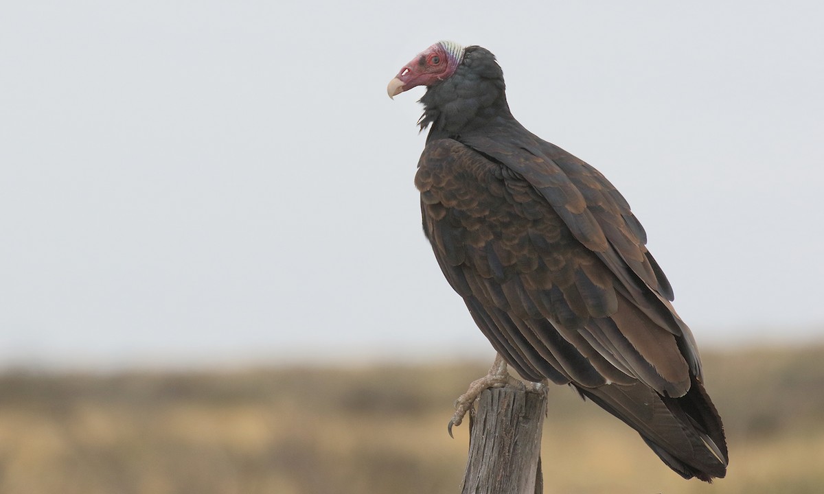 Turkey Vulture - ML571823761