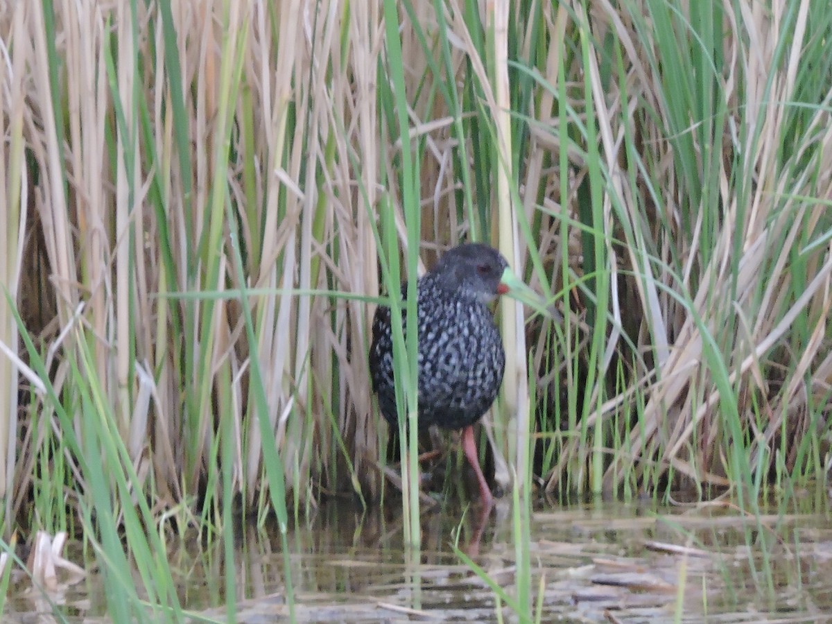 Spotted Rail - Marvin frabricio Rivera González