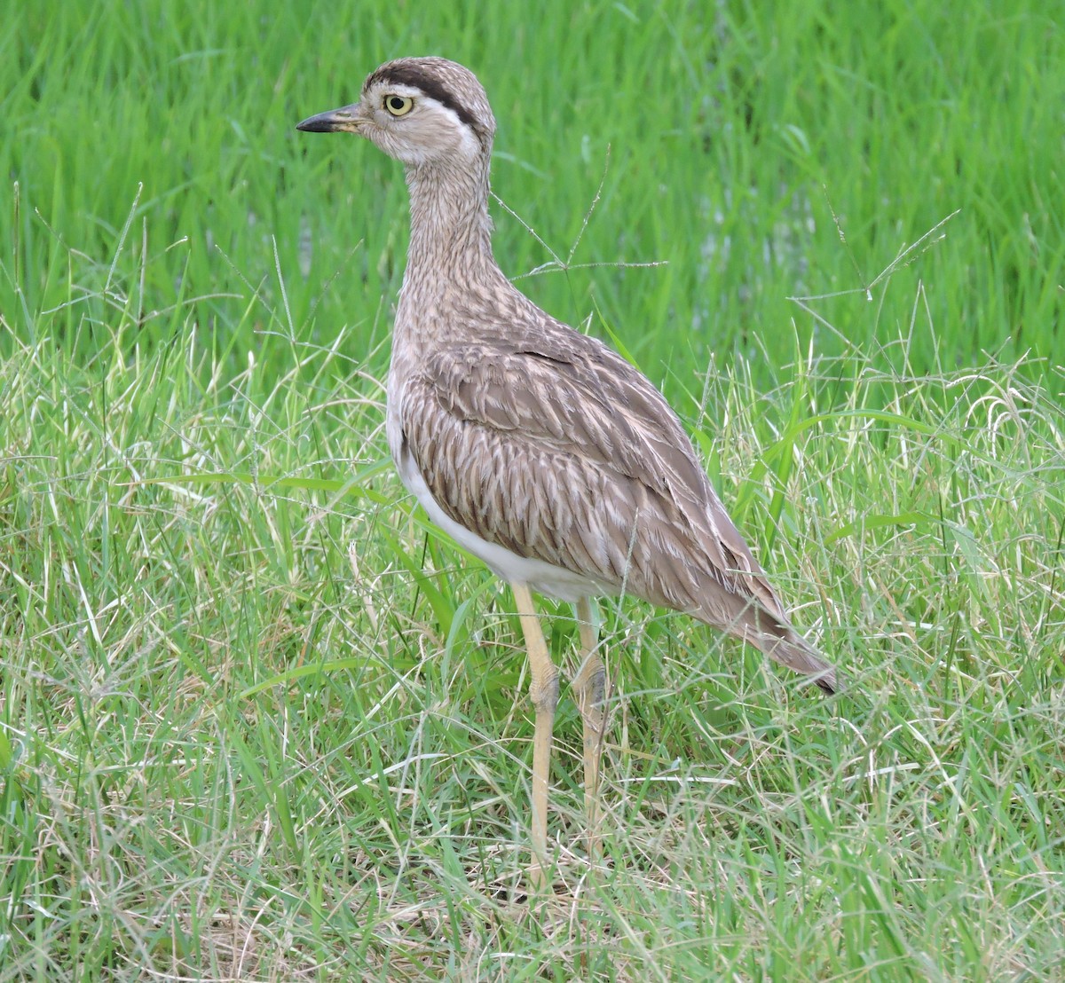 Double-striped Thick-knee - ML571824151