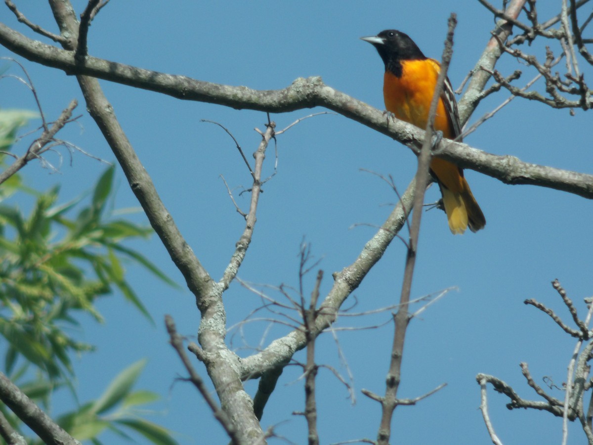 Baltimore Oriole - ML571824221