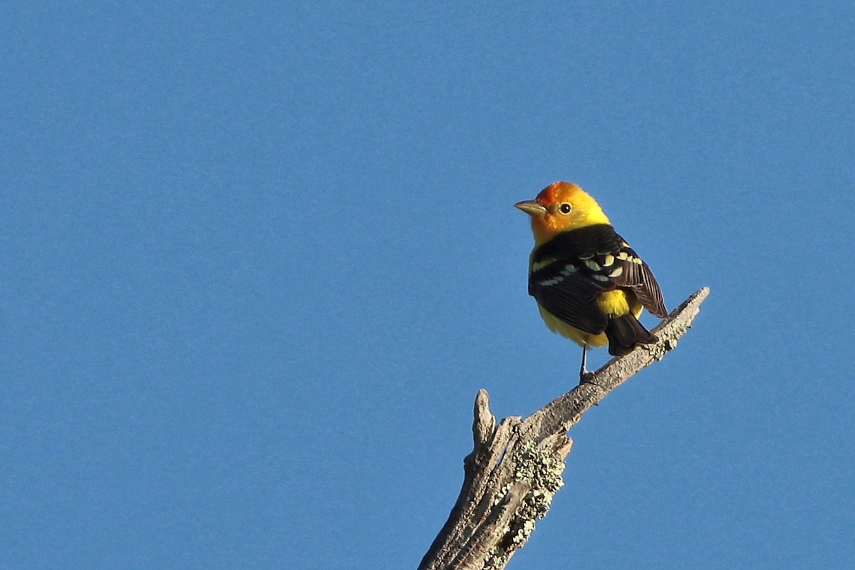 Western Tanager - Jason Leifester