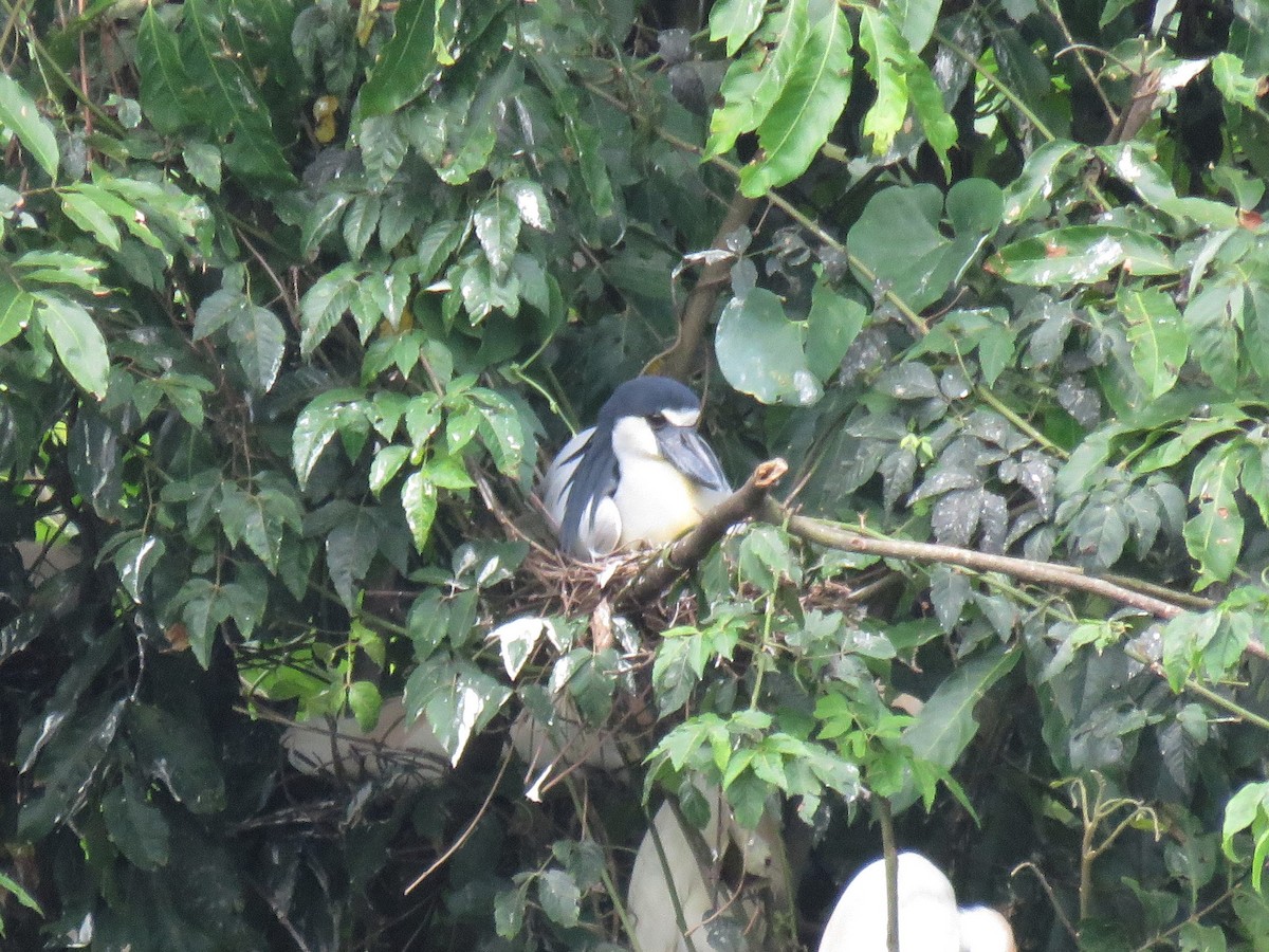 Boat-billed Heron - ML571825291