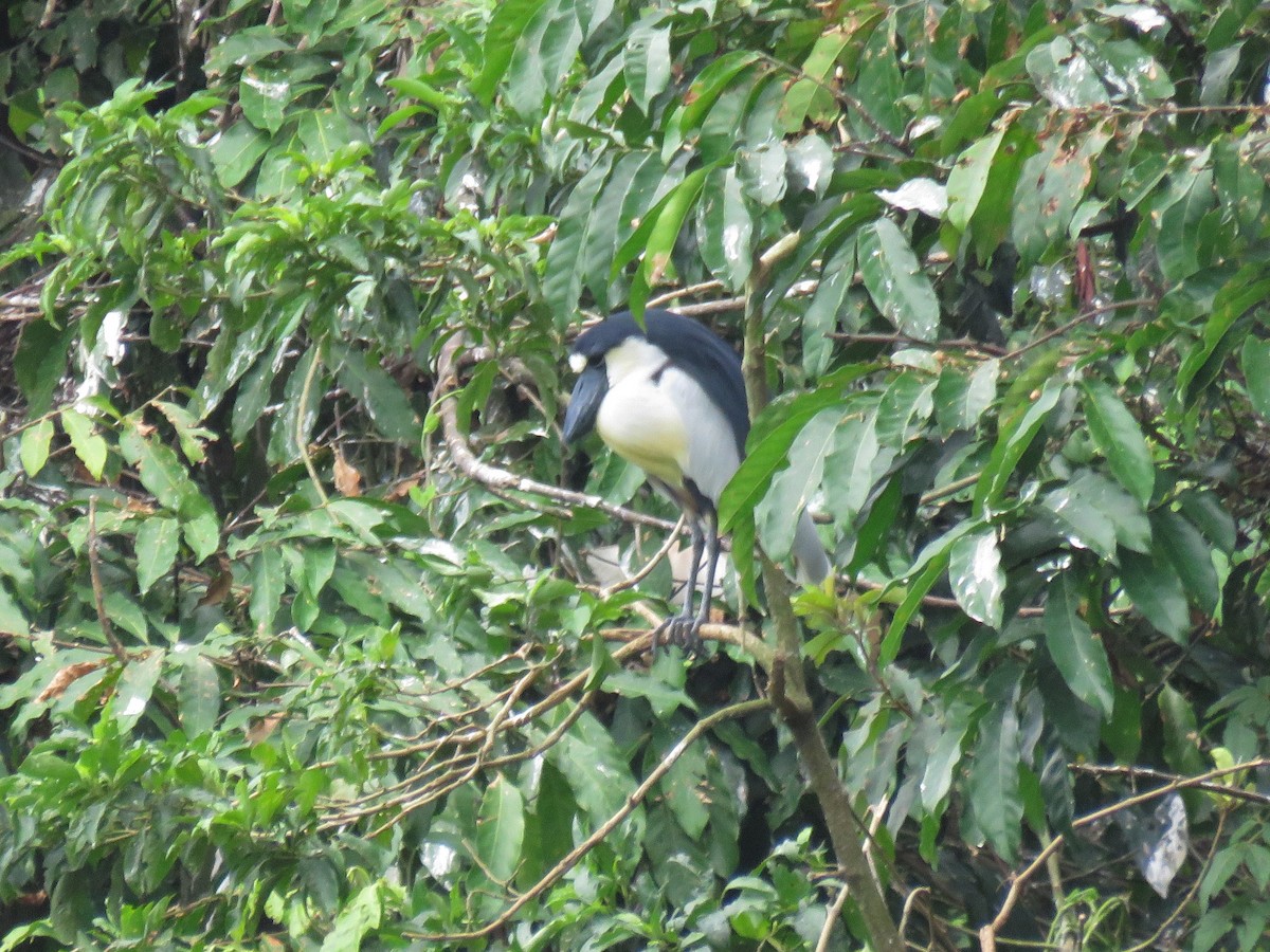 Boat-billed Heron - ML571825601