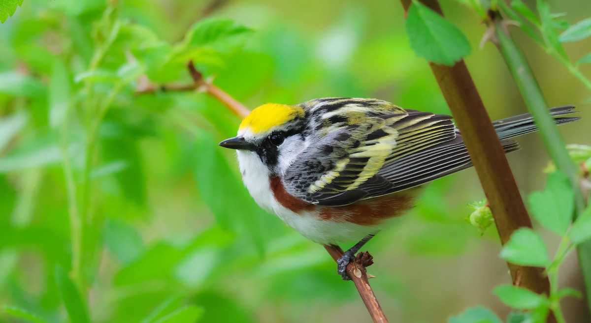 Chestnut-sided Warbler - ML571826281