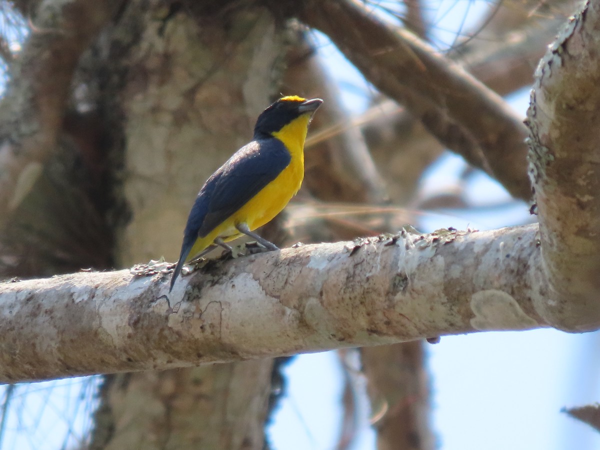 Yellow-throated Euphonia - Francisco Emilio Roldan Velasco Tuxtla Birding Club - Chiapas