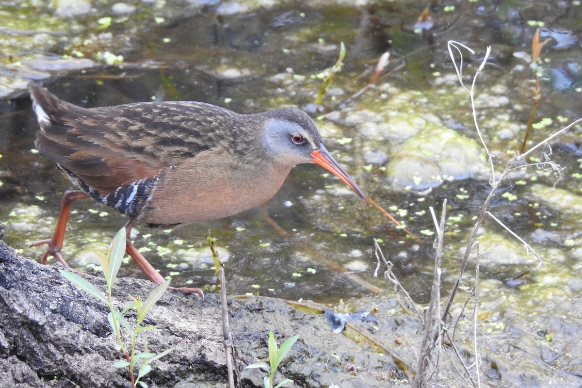 Virginia Rail - Dan Belter