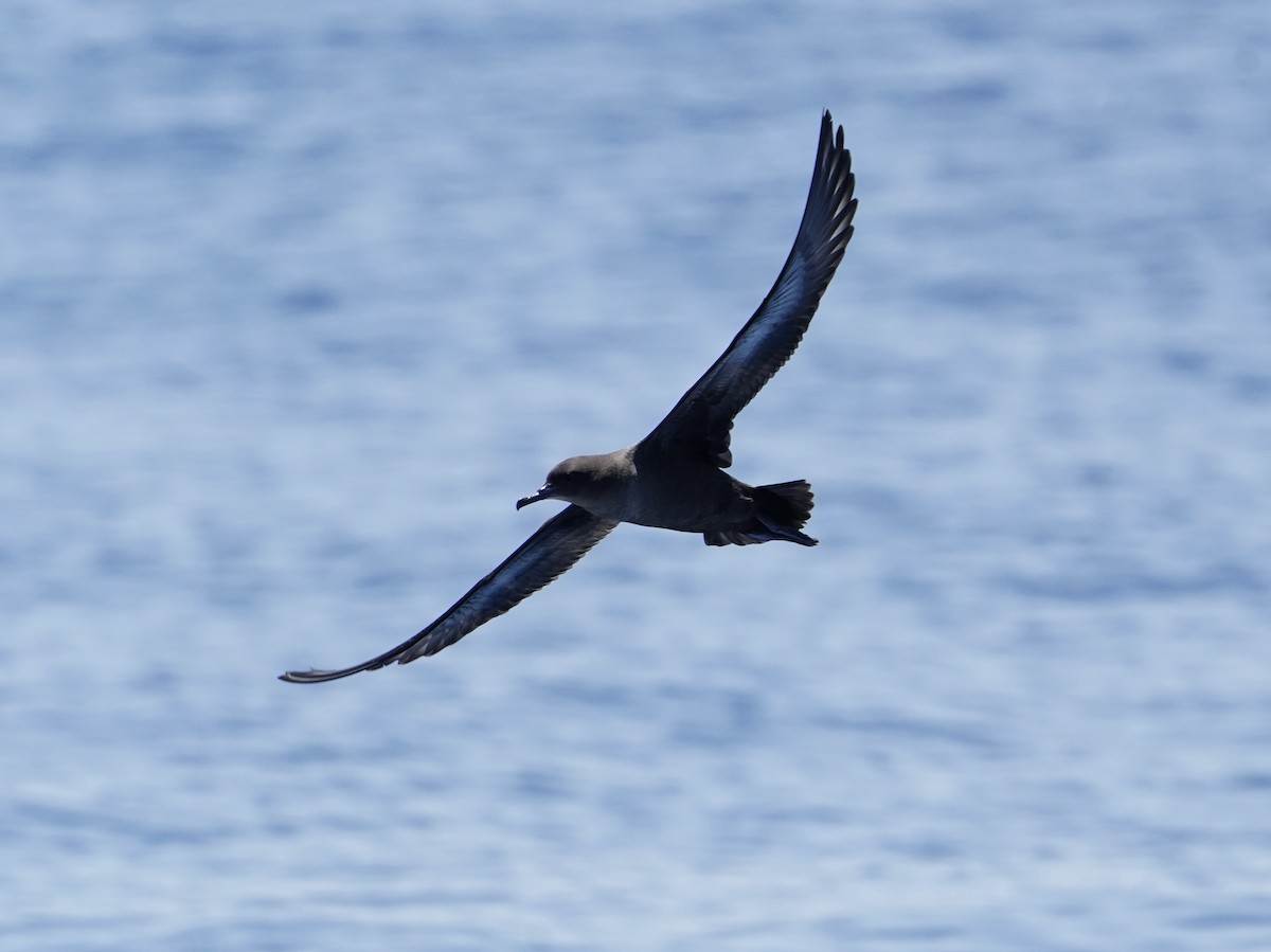 Sooty Shearwater - ML571826811