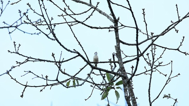 White-browed Shrike-Babbler - ML571827421