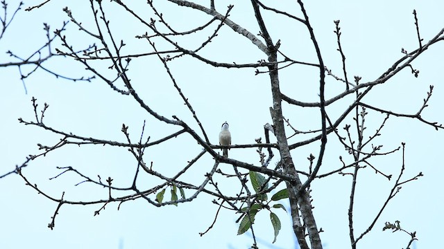 Vireo Alcaudón Cejiblanco - ML571827421