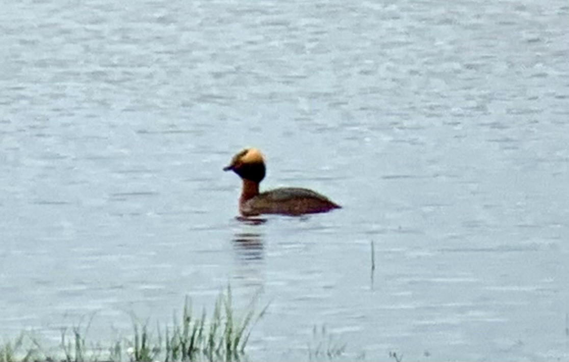 Horned Grebe - ML571827831