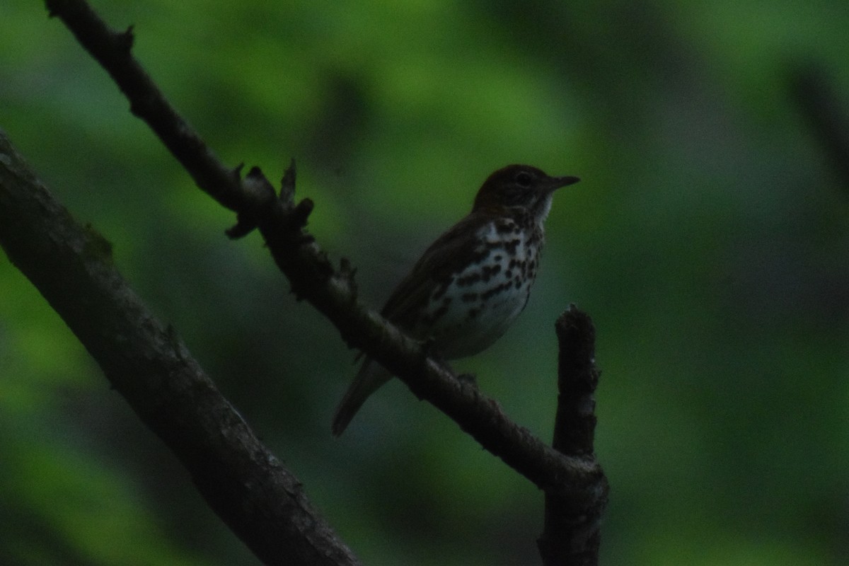 Wood Thrush - ML571828251