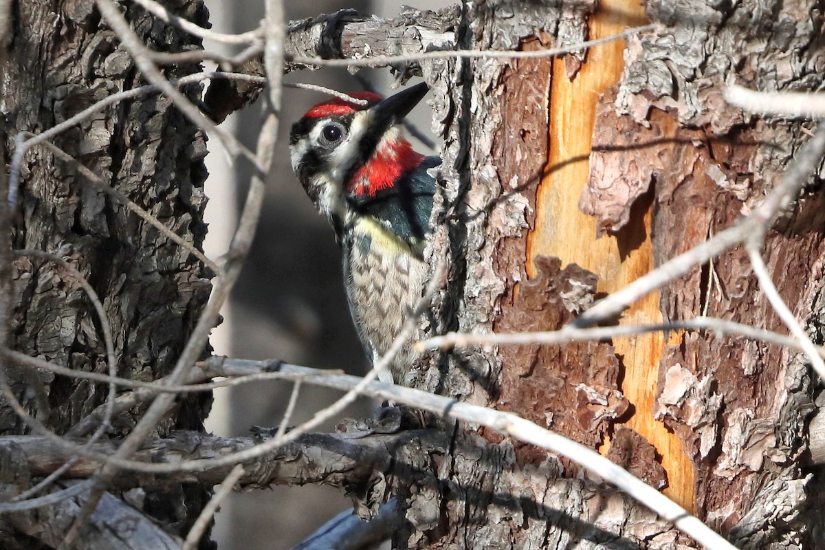 Red-naped Sapsucker - ML571828771