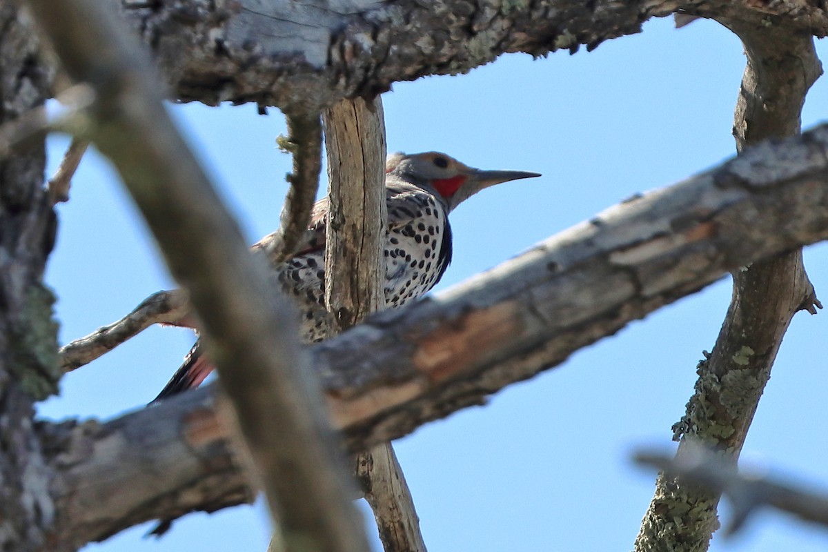 Northern Flicker (Red-shafted) - ML571828841